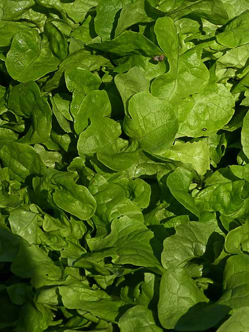 GEN-LES-SALADES-D'ARLES