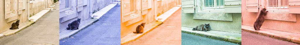 amis des chats 1
